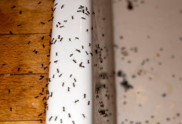 Best Termite Control Services  in Crompond, NY